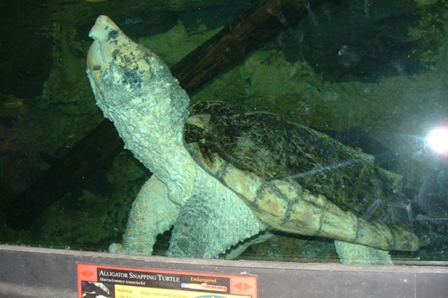 Tortuga Caiman En Zoologico