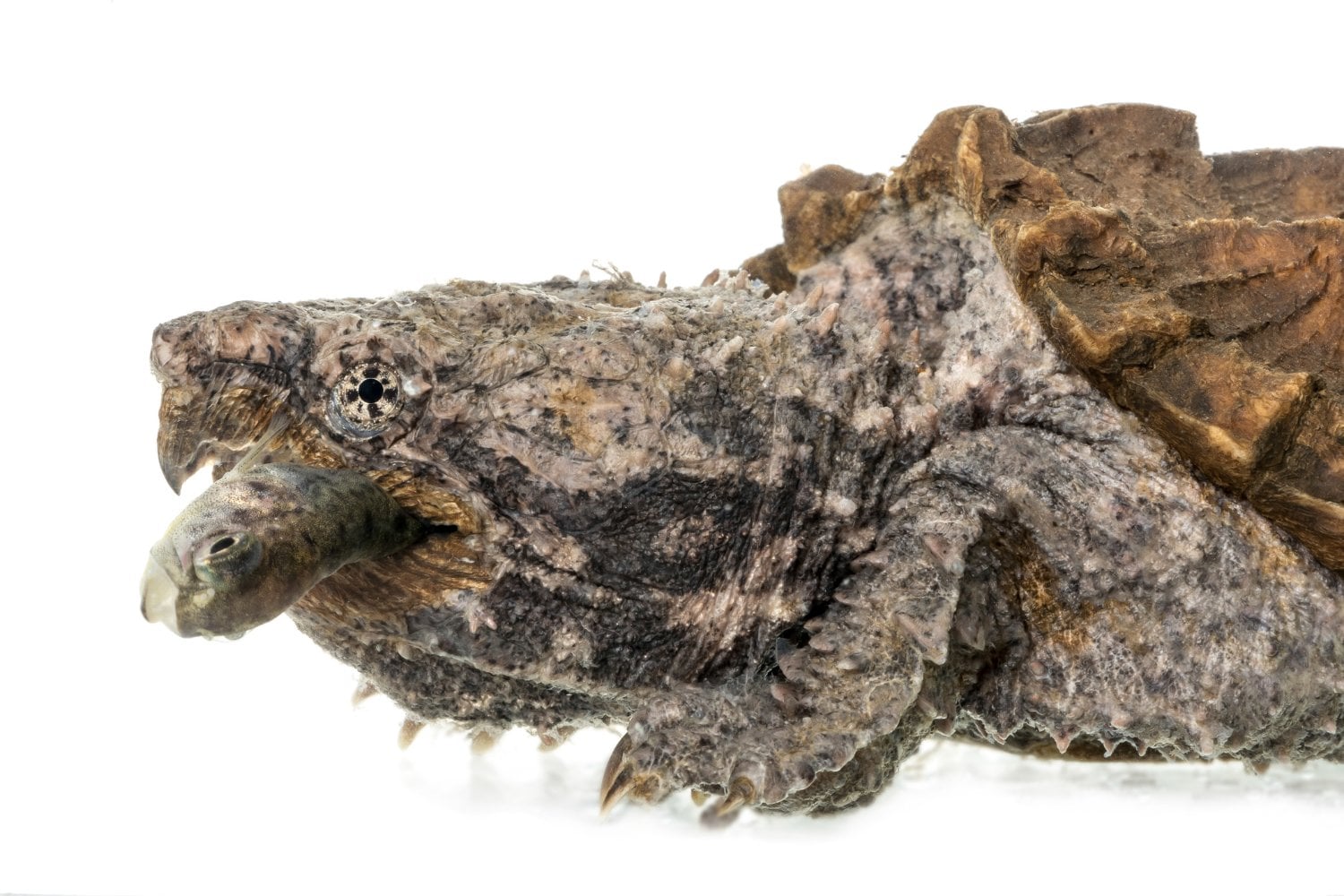 Tortuga Caiman Y Pez