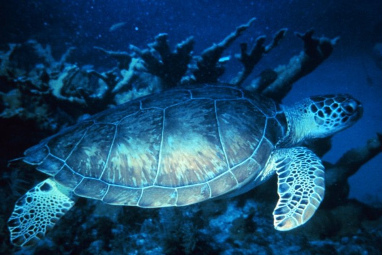 Tortuga Verde (chelonia Mydas)