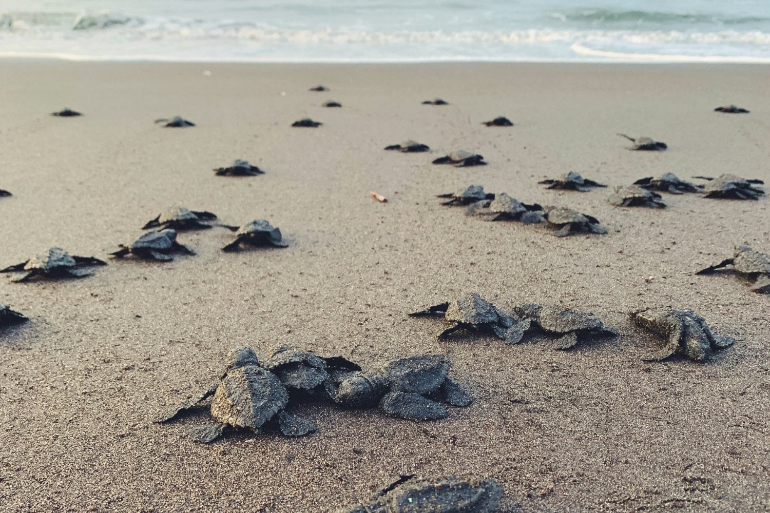 Tortugas En La Playa