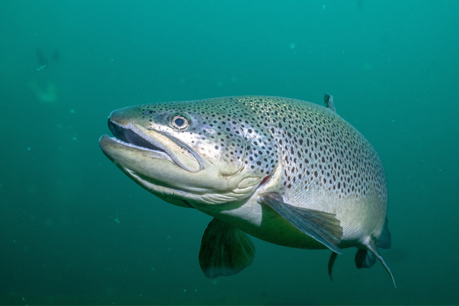 Trucha Marron En Agua Abierta