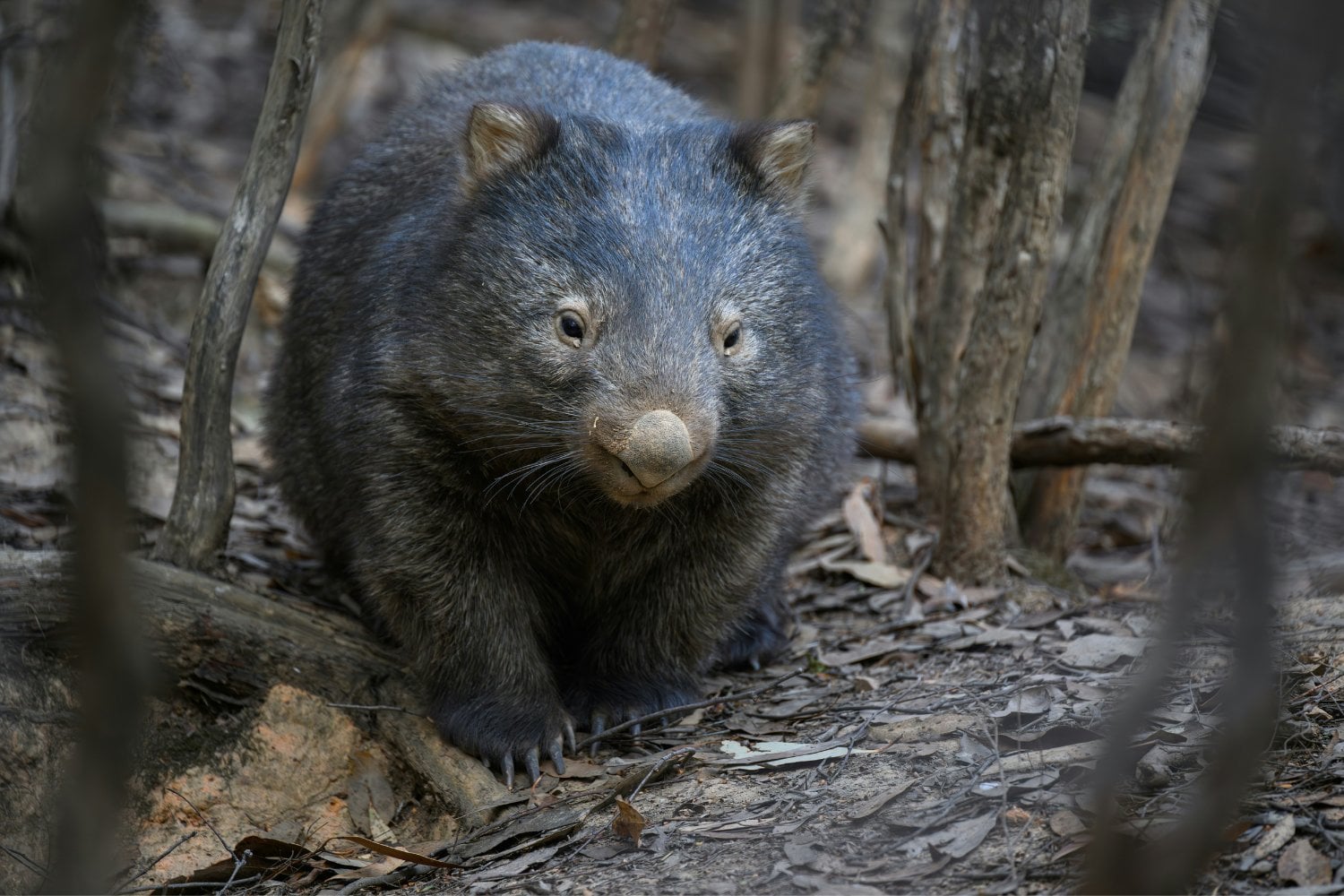 Wombat