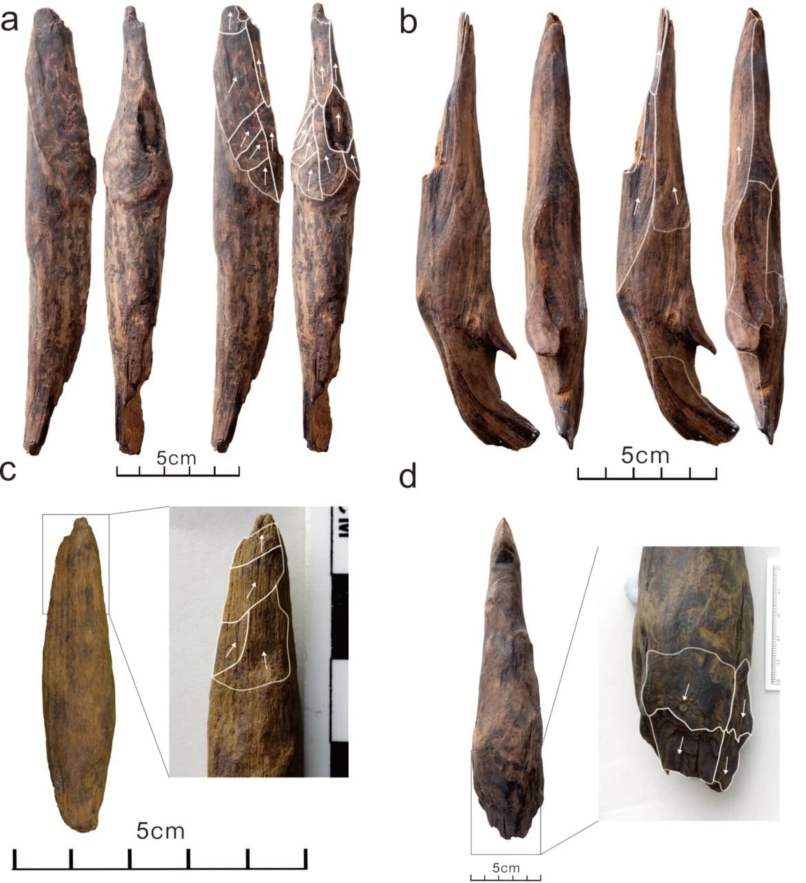 Wooden Tools Bianfu Denisovan Tools 1169x1280