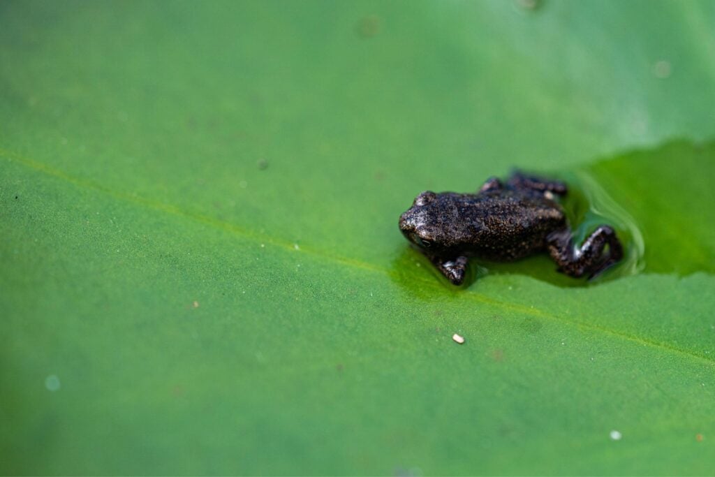 Atelopus Ignescens