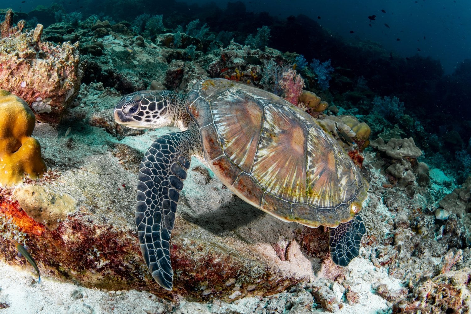 Chelonia Mydas