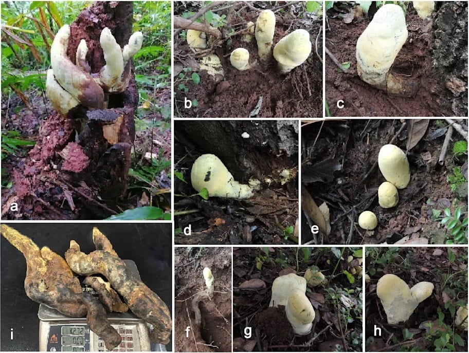 D Rex Fungus Multiple Images Asia