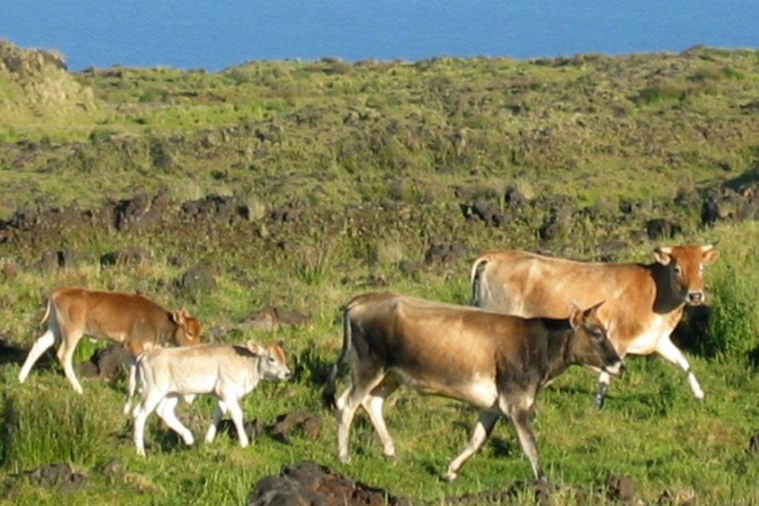 Cinco vacas quedaron abandonadas en una isla remota y se multiplicaron durante más de un siglo. Su ADN terminó desmontando una historia que la ciencia daba por cierta