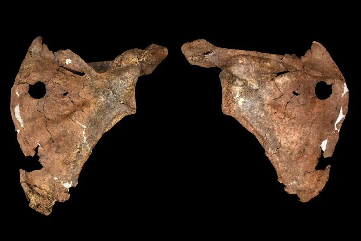 Hace 75.000 años, un neandertal sobrevivió a un golpe brutal en el rostro. Lo que encontraron en sus huesos revela un final todavía más inquietante