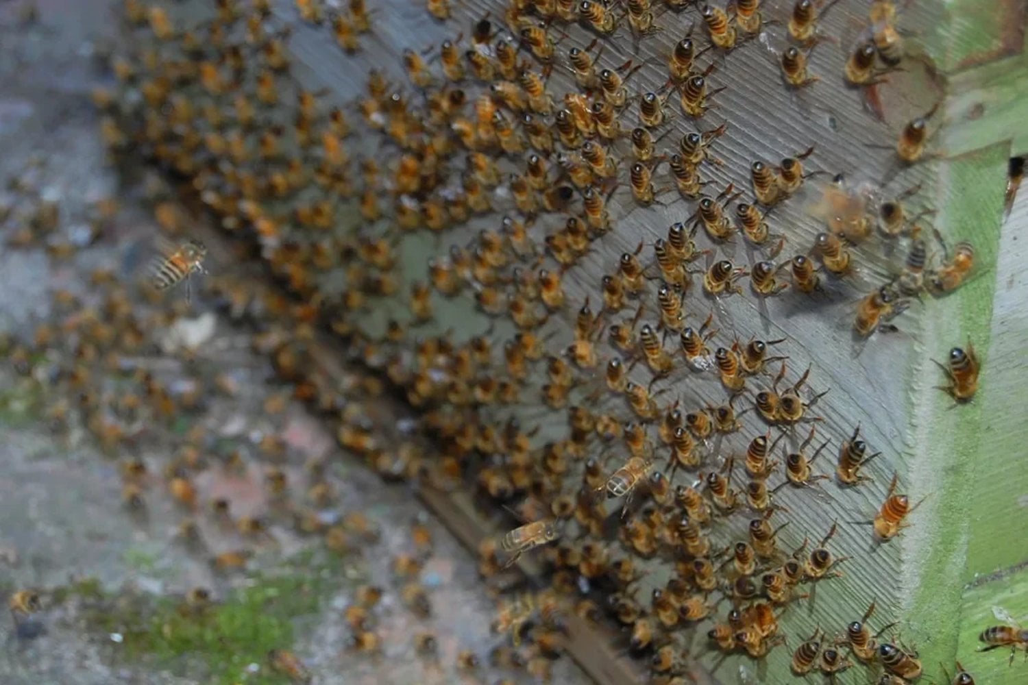 En Francia, unas abejas empezaron a producir miel azul y verde. Los apicultores siguieron su rastro y descubrieron una conexión insólita con los M&M's