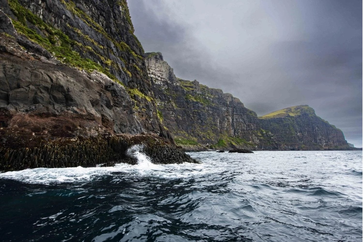 En 1807 dejaron cerdos en una isla desierta para alimentar a posibles náufragos. Casi 200 años después encontraron animales que escondían algo extraordinario para la medicina