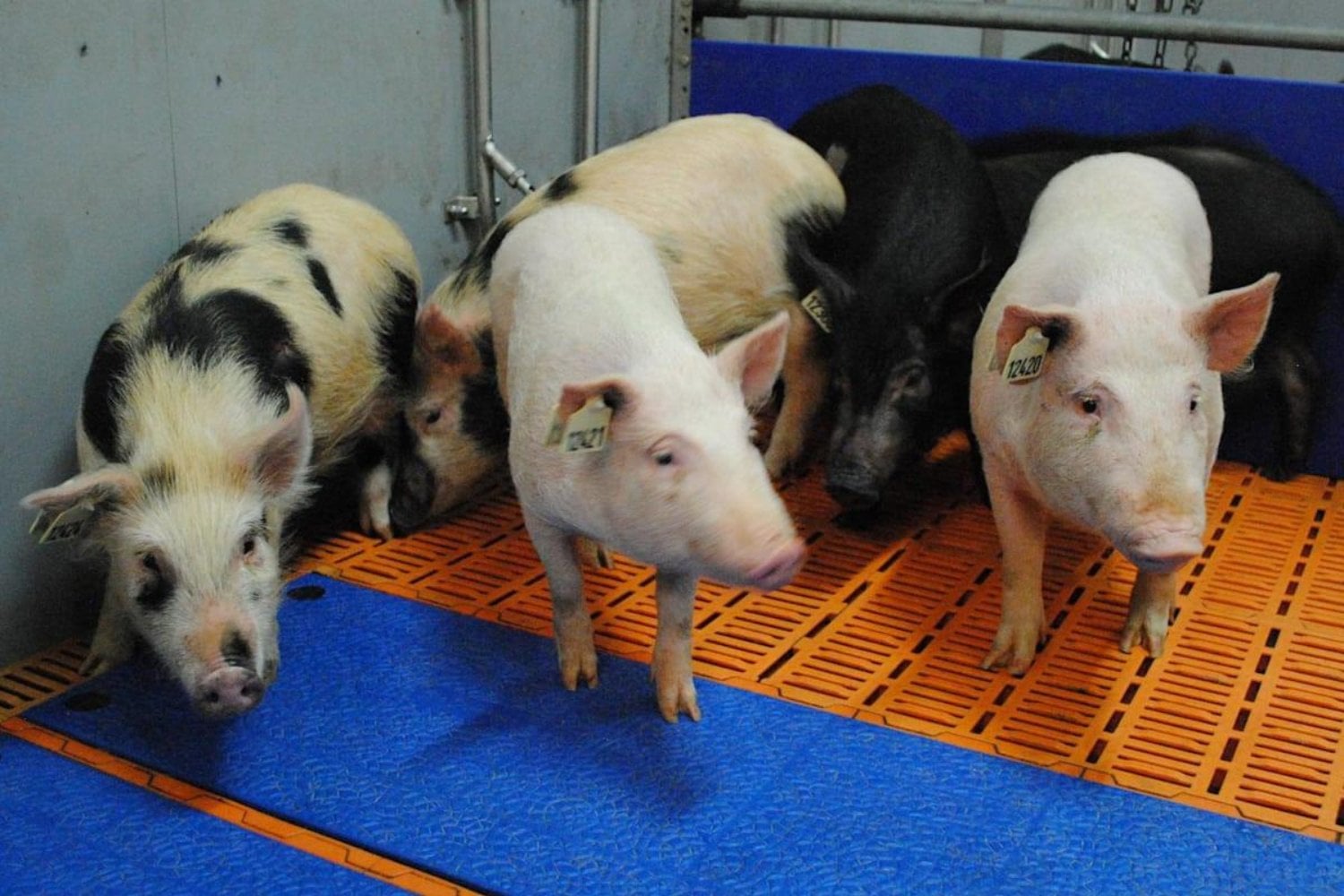 En 1807 dejaron cerdos en una isla desierta para alimentar a posibles náufragos. Casi 200 años después encontraron animales que escondían algo extraordinario para la medicina