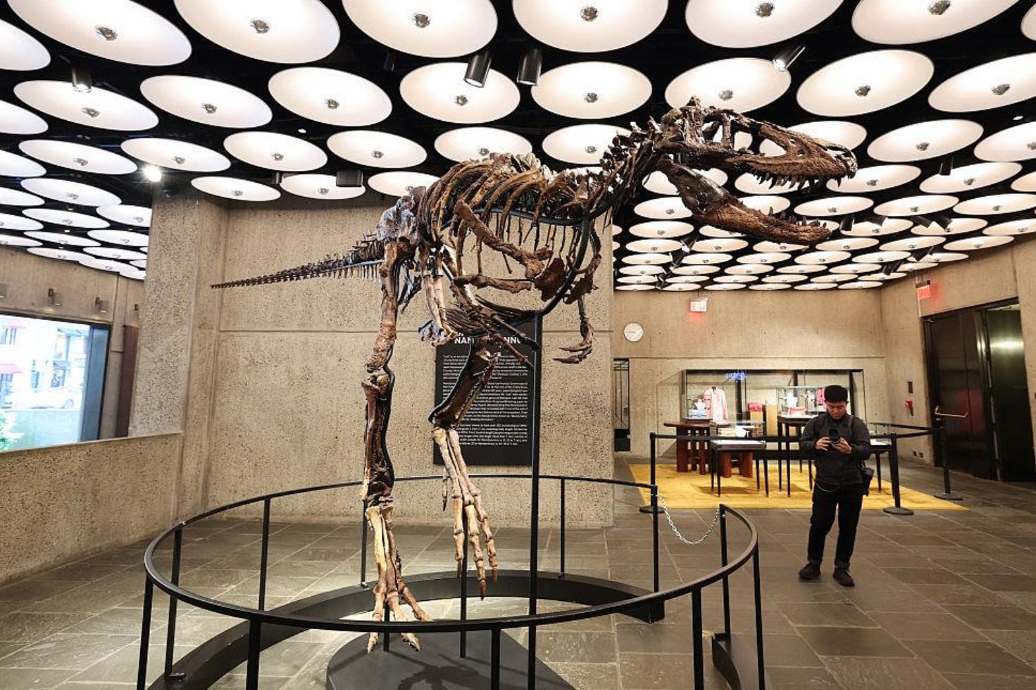 Alguien acaba de pagar 47 millones de dólares por un dinosaurio de 67 millones de años. Durante décadas, creyeron que era un pequeño T. rex