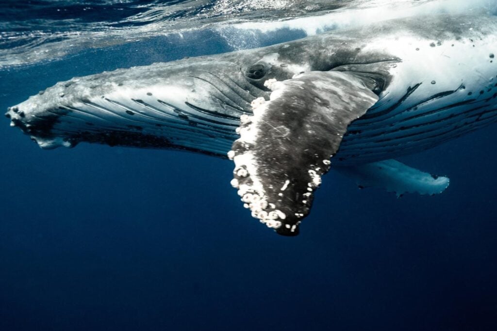 Parecía absurdo buscar inspiración para los molinos de viento en el fondo del mar. Hasta que unas aspas inspiradas en ballenas superaron las convencionales