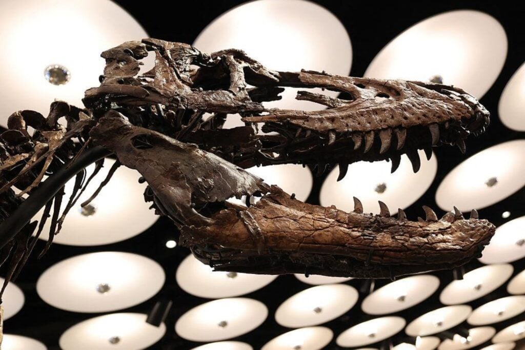 Alguien acaba de pagar 47 millones de dólares por un dinosaurio de 67 millones de años. Durante décadas, creyeron que era un pequeño T. rex