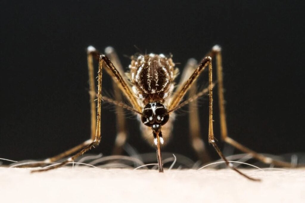 Sudamérica se prepara para un verano marcado por El Niño. Los mosquitos podrían convertirse en uno de sus mayores problemas