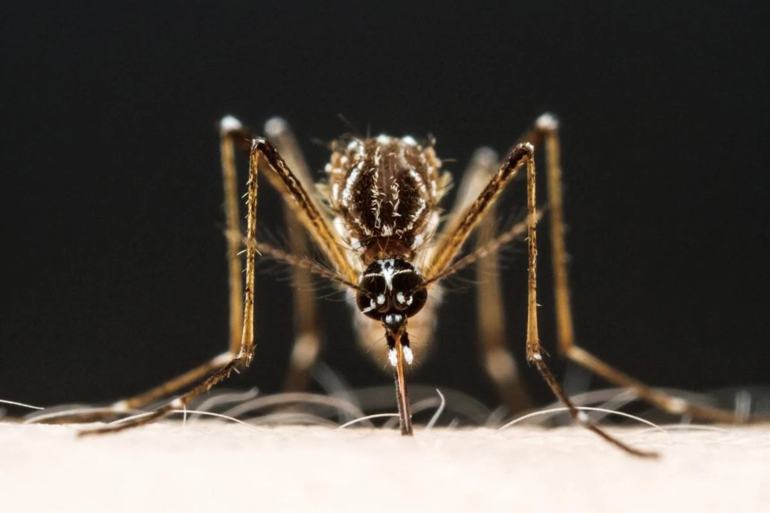 Sudamérica se prepara para un verano marcado por El Niño. Los mosquitos podrían convertirse en uno de sus mayores problemas
