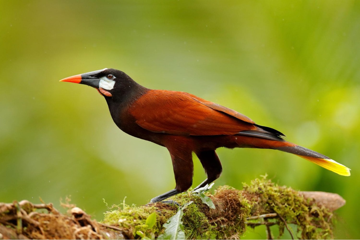 La historia de América tenía una frontera infranqueable hace seis millones de años. Unas aves consiguieron cruzarla y ahora los científicos intentan explicar cómo