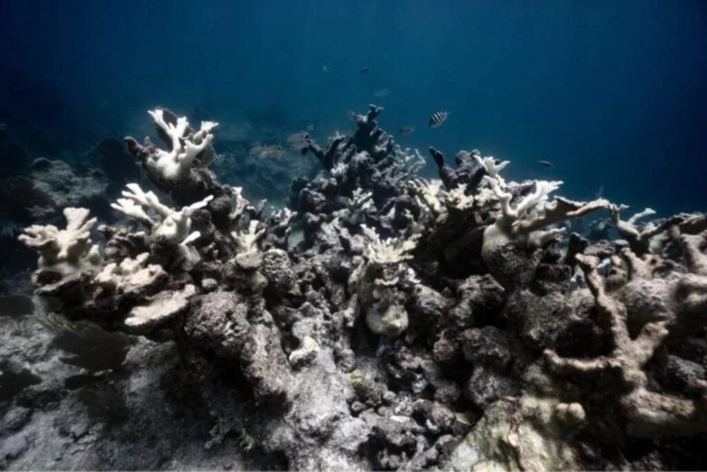 Stanford acaba de descubrir cómo conseguir que los arrecifes de coral moribundos se recuperen de forma rápida y completa