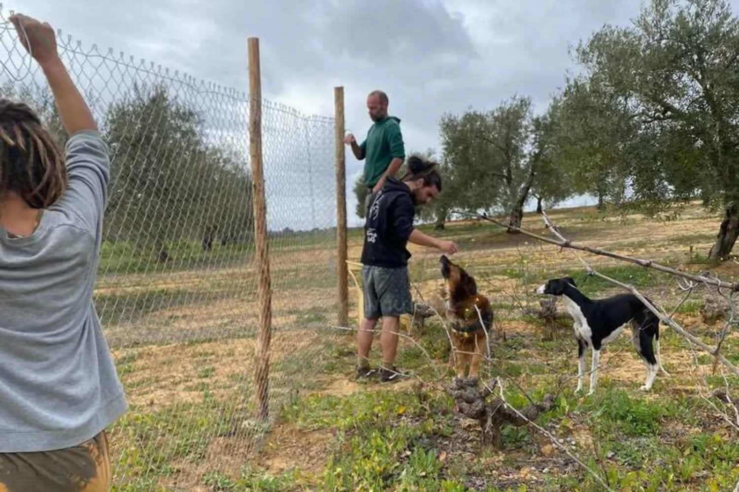 Una pareja ofrece alojamiento en una finca de 6.400 m² en España a cambio de una ayuda muy particular. Sus 13 animales rescatados tienen mucho que ver