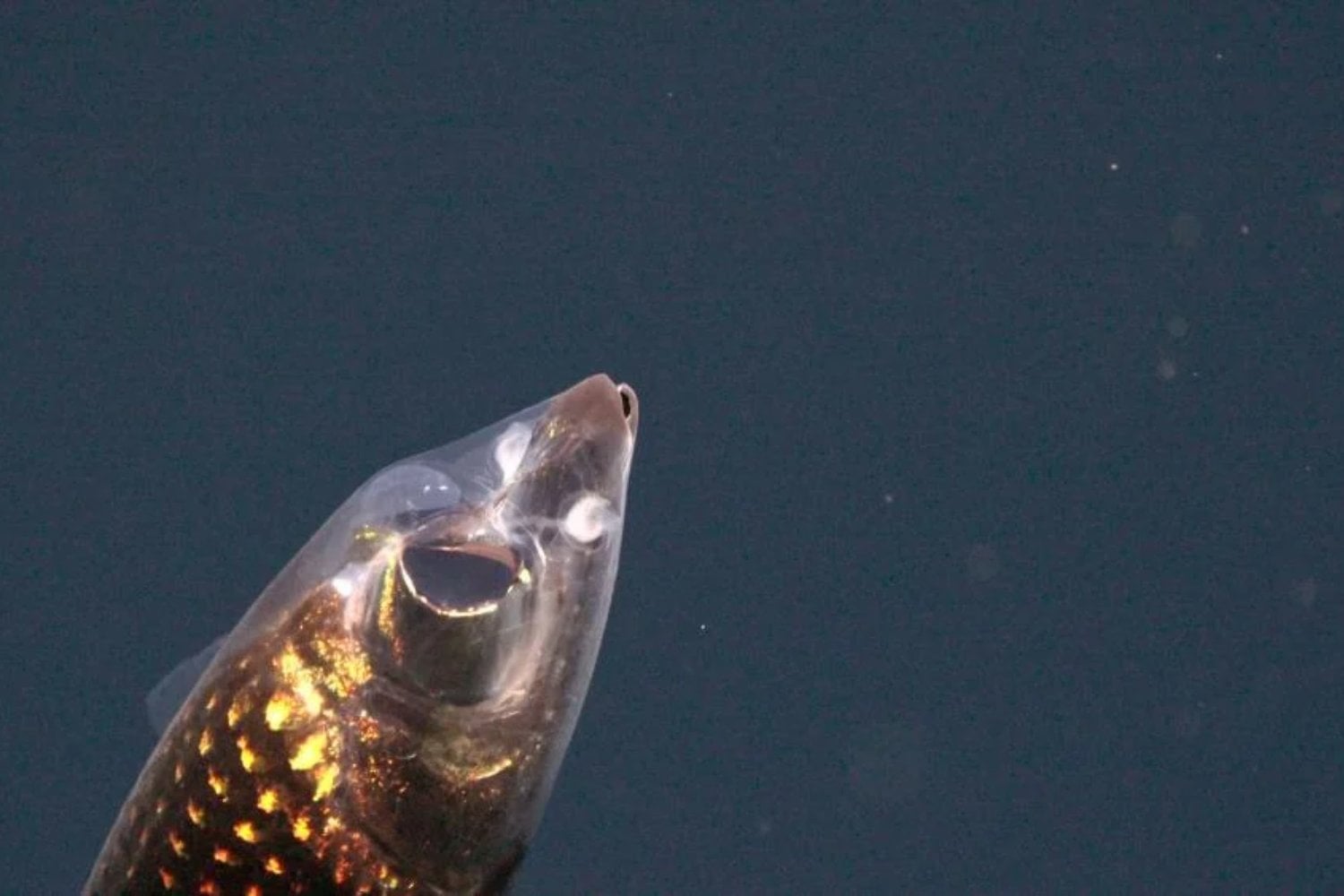 A 710 metros bajo el océano Atlántico, los científicos encontraron un pez que parece de otro planeta. Su cabeza es transparente y sus ojos esconden algo extraordinario