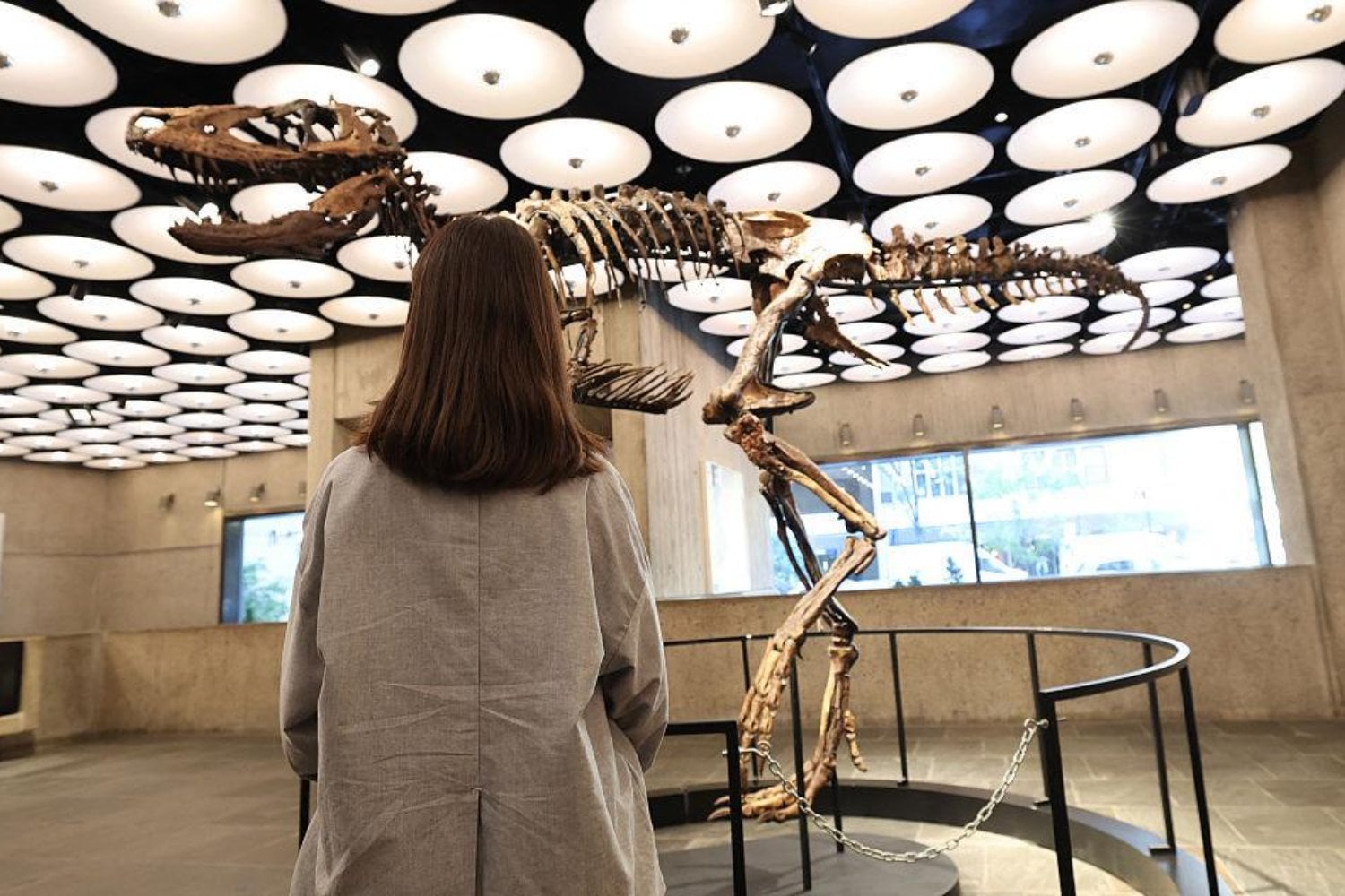 Alguien acaba de pagar 47 millones de dólares por un dinosaurio de 67 millones de años. Durante décadas, creyeron que era un pequeño T. rex