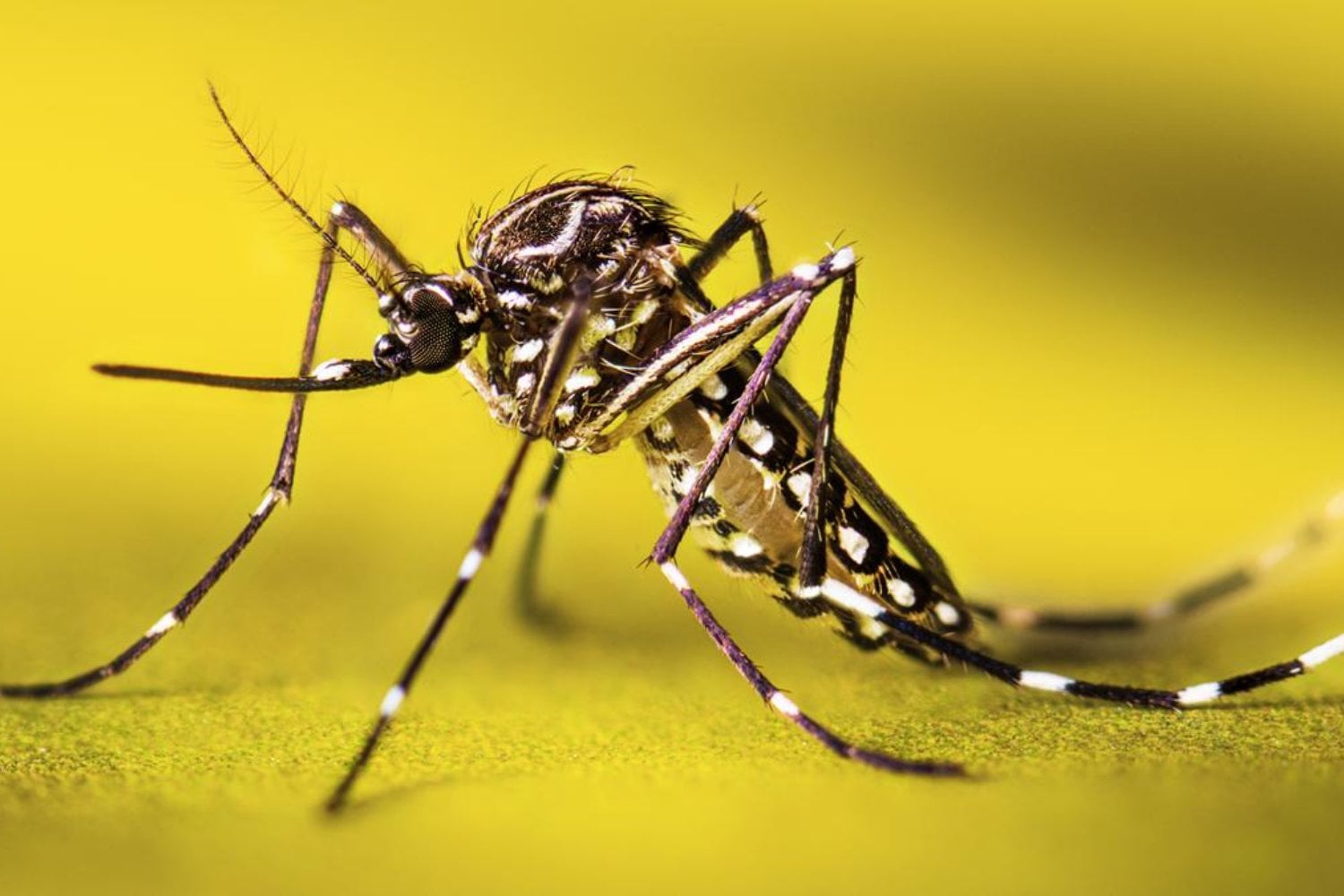 Sudamérica se prepara para un verano marcado por El Niño. Los mosquitos podrían convertirse en uno de sus mayores problemas