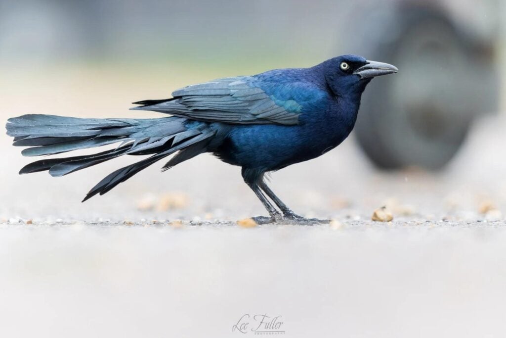 La historia de América tenía una frontera infranqueable hace seis millones de años. Unas aves consiguieron cruzarla y ahora los científicos intentan explicar cómo