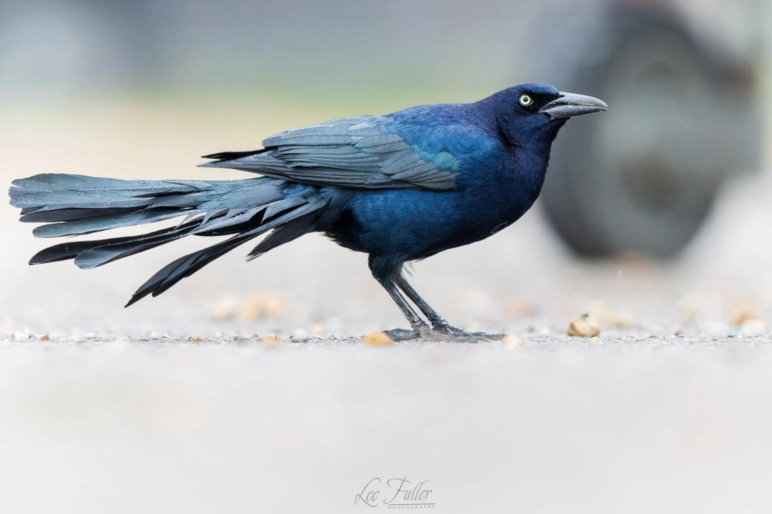 La historia de América tenía una frontera infranqueable hace seis millones de años. Unas aves consiguieron cruzarla y ahora los científicos intentan explicar cómo