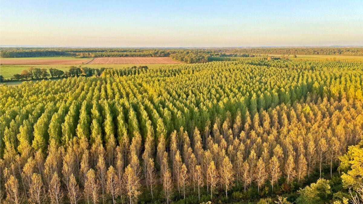 España llenó sus montes de eucaliptos para producir madera rápido. Décadas después, lo que parecía una solución terminó en una amenaza.