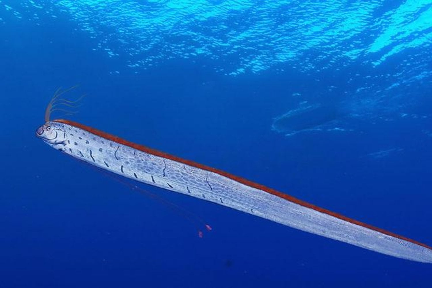 Hay un gigante escondido en el océano que puede nadar sin mover el cuerpo. Su secreto podría cambiar la robótica submarina