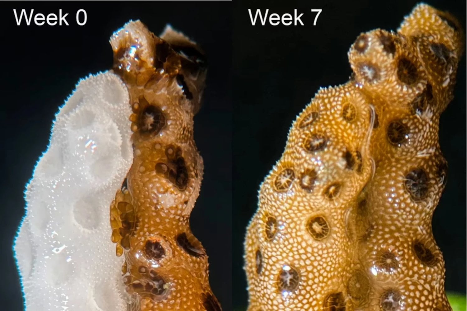 Stanford acaba de descubrir cómo conseguir que los arrecifes de coral moribundos se recuperen de forma rápida y completa