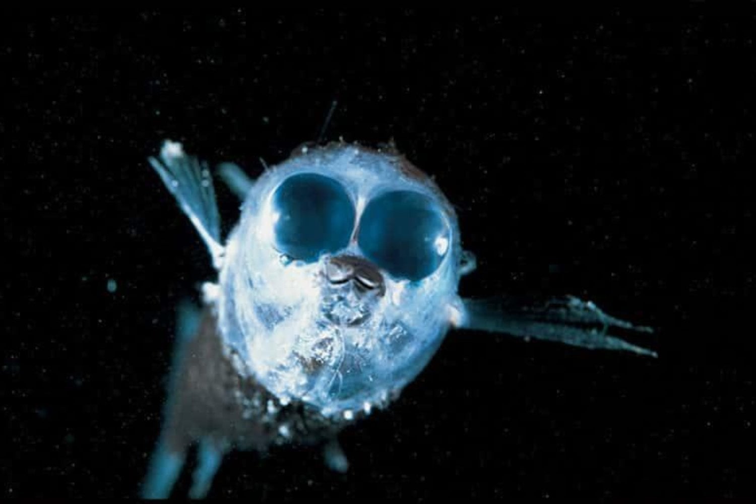 A 710 metros bajo el océano Atlántico, los científicos encontraron un pez que parece de otro planeta. Su cabeza es transparente y sus ojos esconden algo extraordinario