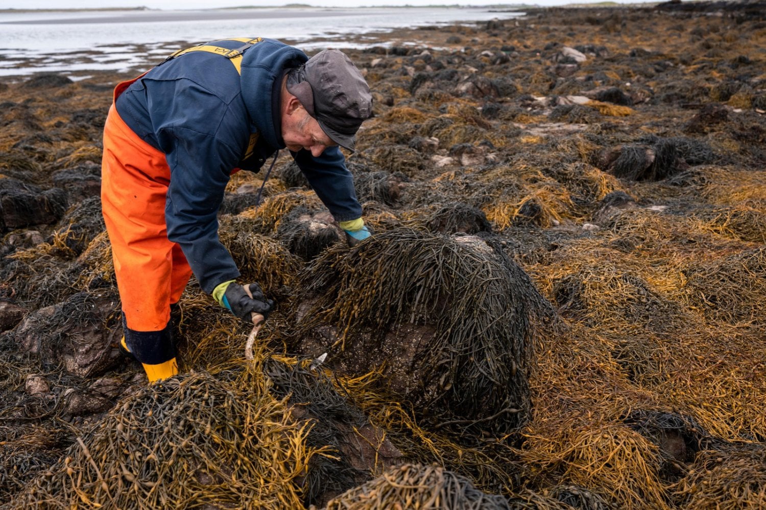 El mar escondía una posible solución contra la sequía y nadie la estaba aprovechando. En Galicia han descubierto cómo utilizar las algas para proteger los cultivos