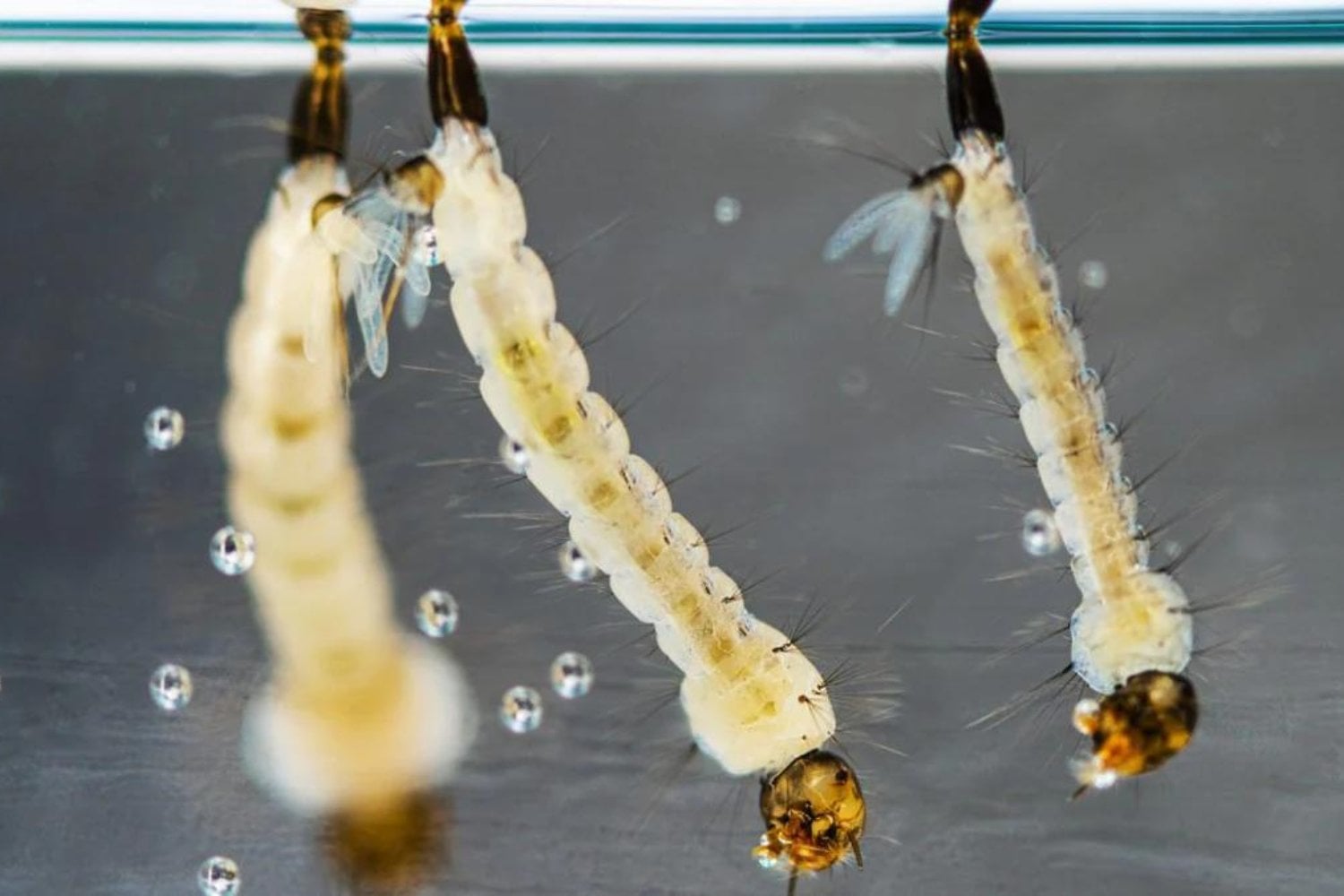 Sudamérica se prepara para un verano marcado por El Niño. Los mosquitos podrían convertirse en uno de sus mayores problemas