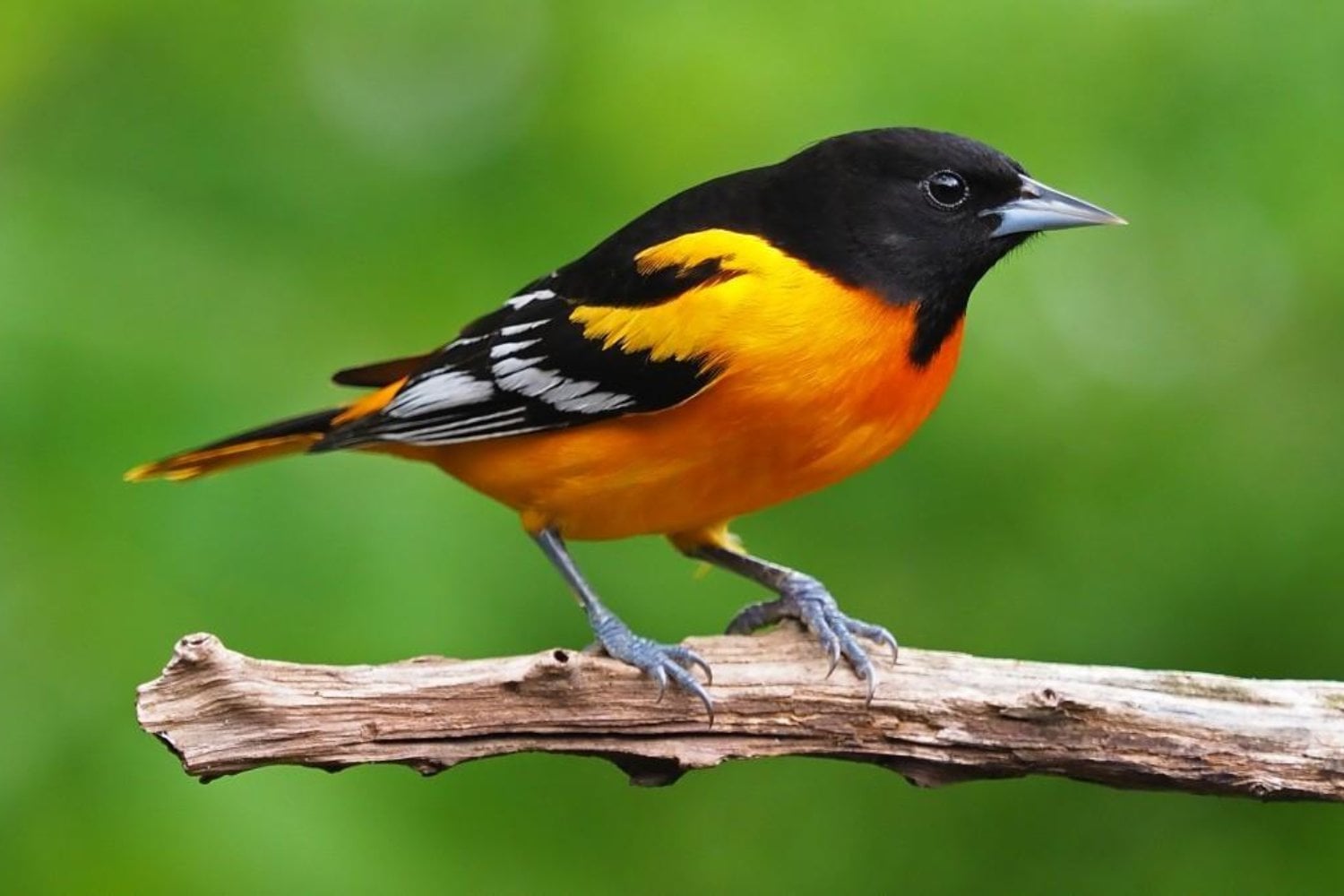 La historia de América tenía una frontera infranqueable hace seis millones de años. Unas aves consiguieron cruzarla y ahora los científicos intentan explicar cómo