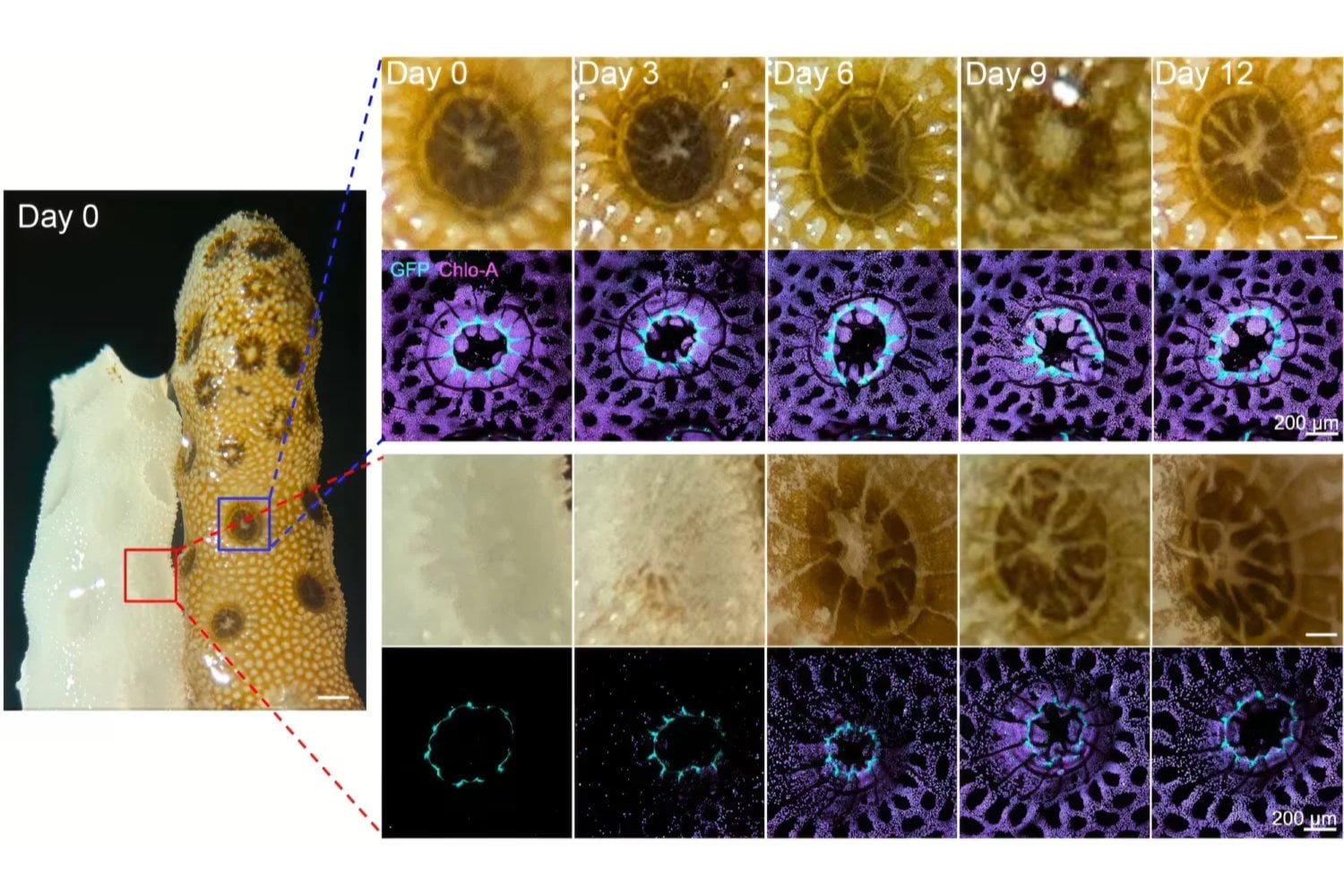 Stanford acaba de descubrir cómo conseguir que los arrecifes de coral moribundos se recuperen de forma rápida y completa