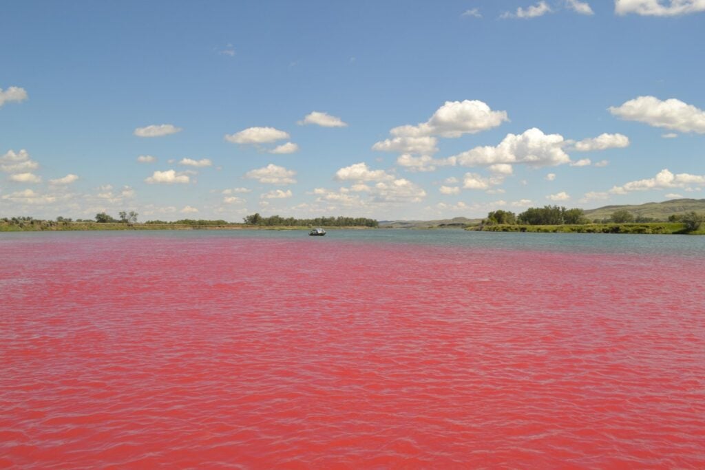Los científicos tiñeron de rojo un río de Estados Unidos con 50 litros de colorante. Detrás del experimento había una misión mucho más importante: salvar a un pez de la extinción
