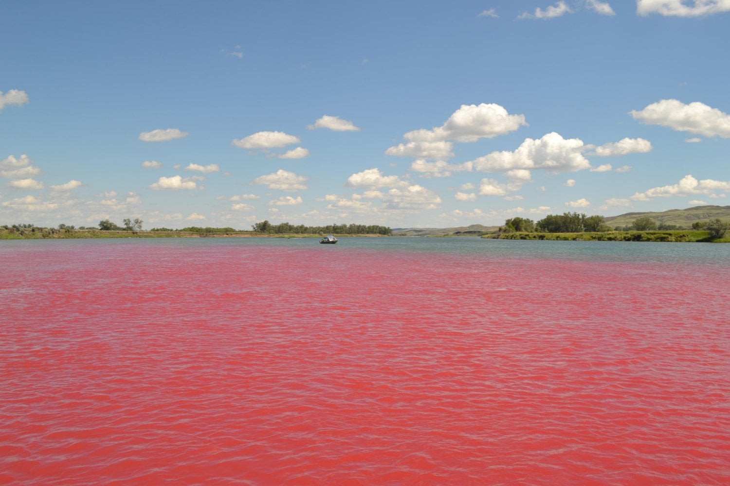 Los científicos tiñeron de rojo un río de Estados Unidos con 50 litros de colorante. Detrás del experimento había una misión mucho más importante: salvar a un pez de la extinción