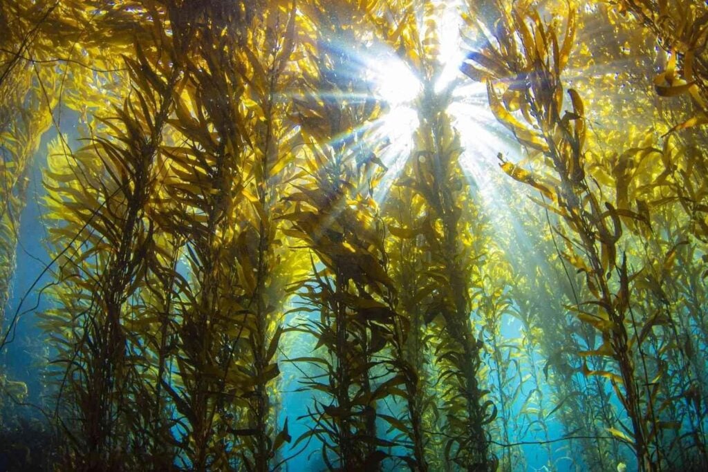 El mar escondía una posible solución contra la sequía y nadie la estaba aprovechando. En Galicia han descubierto cómo utilizar las algas para proteger los cultivos