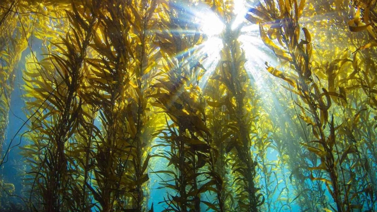 El mar escondía una posible solución contra la sequía y nadie la estaba aprovechando. En Galicia han descubierto cómo utilizar las algas para proteger los cultivos