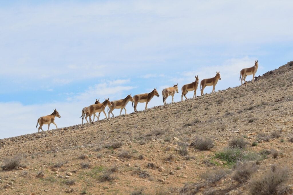 En 1982 soltaron 28 burros salvajes en uno de los desiertos más hostiles del planeta. Más de 40 años después, lo que ocurrió sorprendió a los científicos