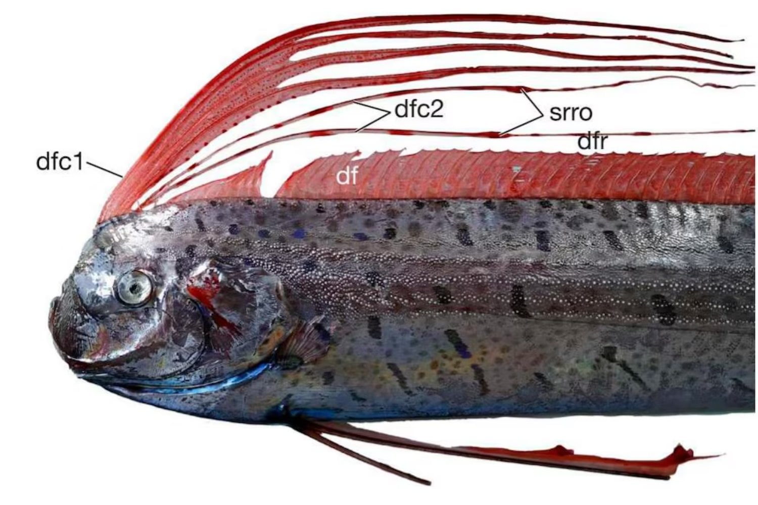 Hay un gigante escondido en el océano que puede nadar sin mover el cuerpo. Su secreto podría cambiar la robótica submarina