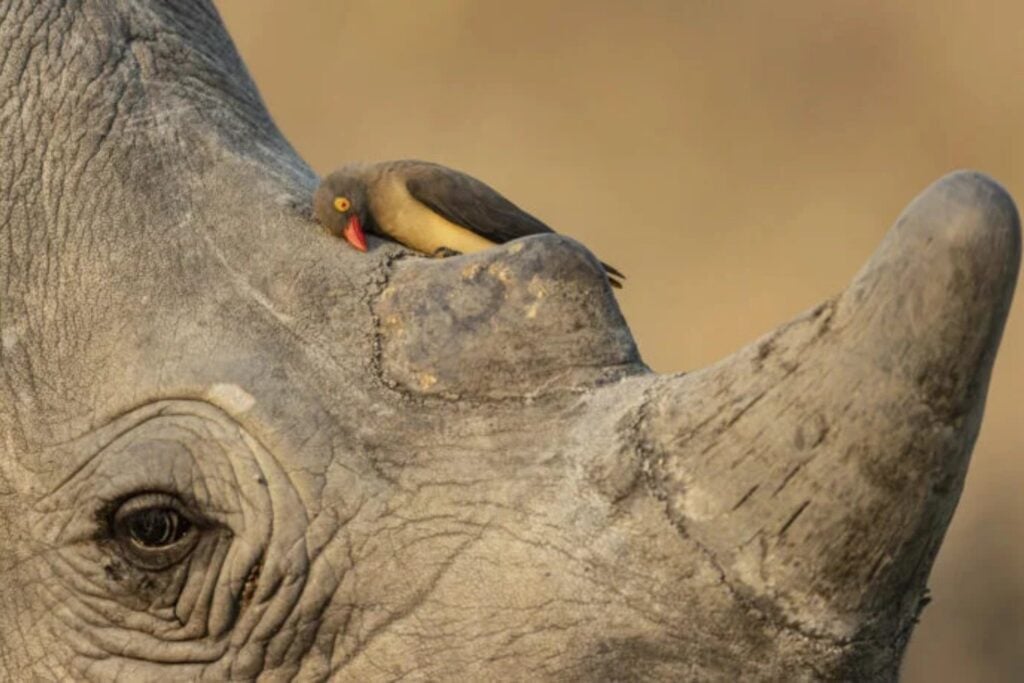 Este pájaro parece haberlo visto todo. Y su fotografía acaba de ganar un premio