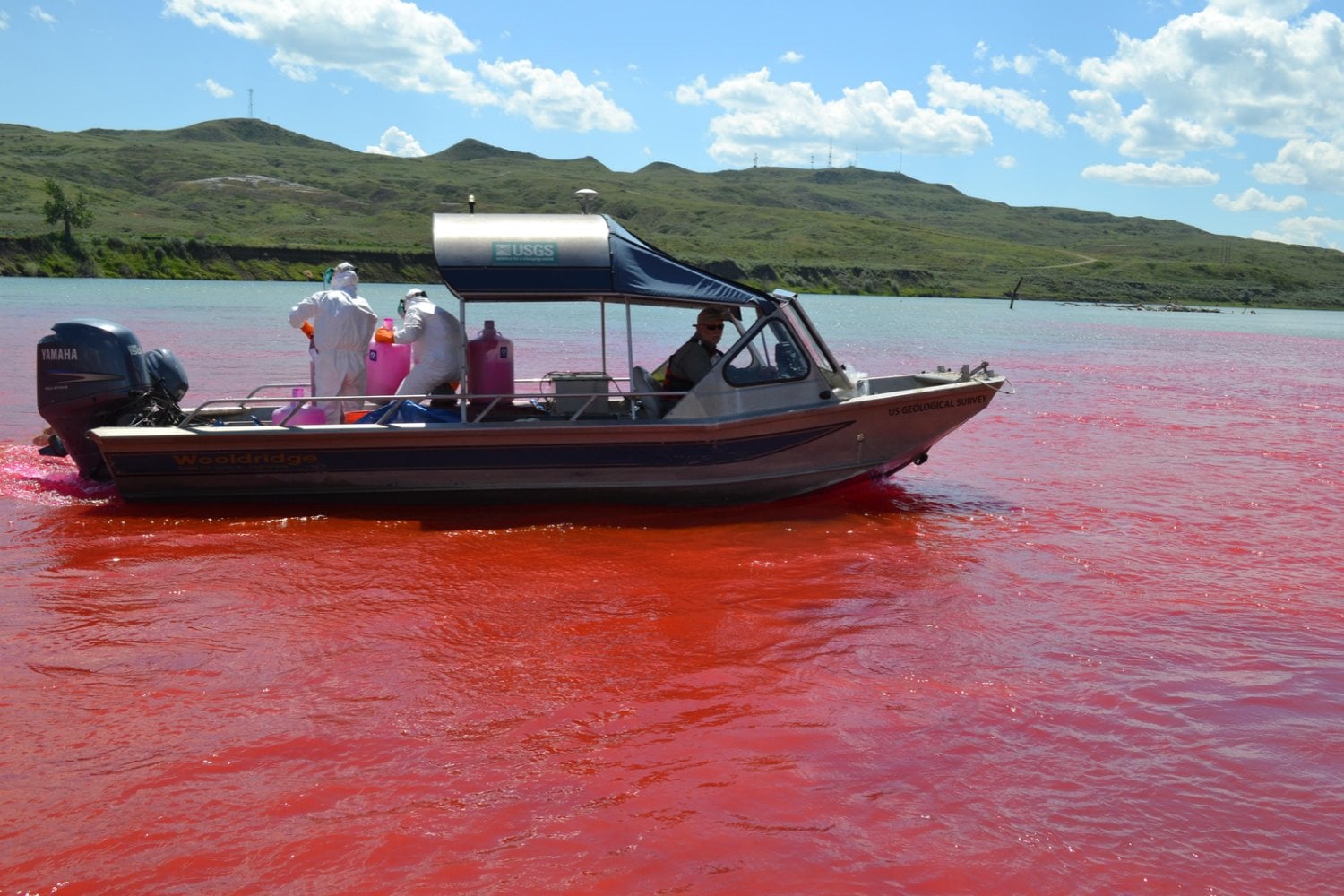 Los científicos tiñeron de rojo un río de Estados Unidos con 50 litros de colorante. Detrás del experimento había una misión mucho más importante: salvar a un pez de la extinción