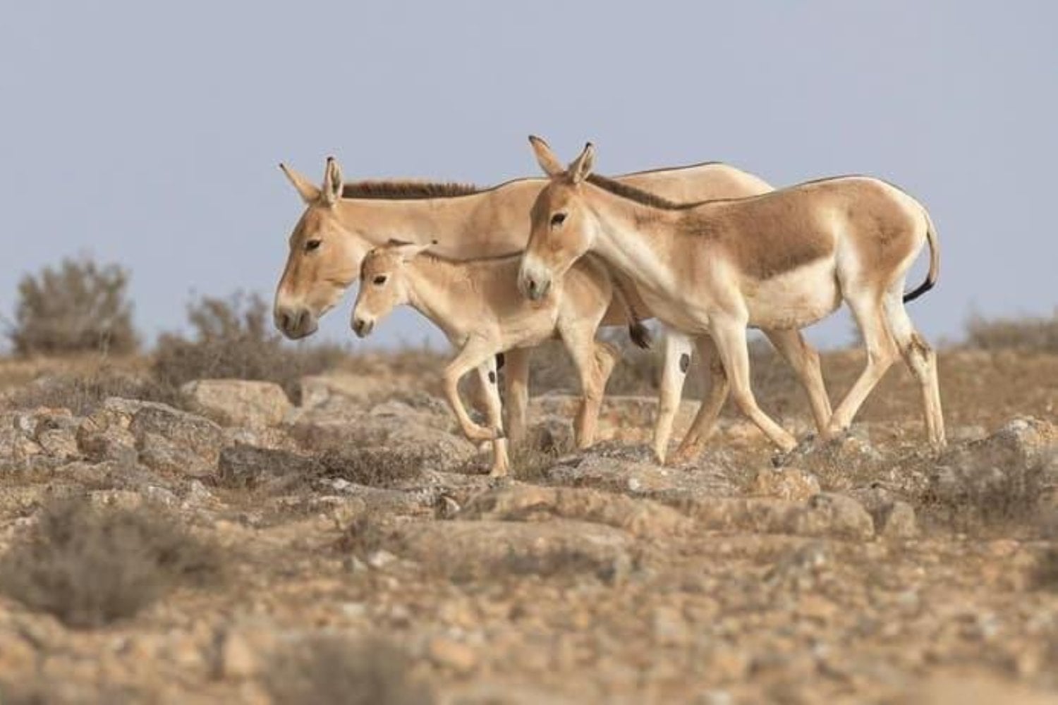 En 1982 soltaron 28 burros salvajes en uno de los desiertos más hostiles del planeta. Más de 40 años después, lo que ocurrió sorprendió a los científicos