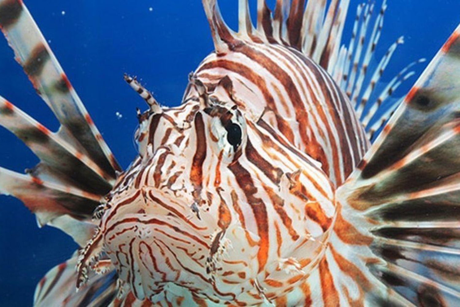 Florida sacó del mar más de 36.000 peces león en una cacería récord. Lo inquietante es que ni siquiera eso alcanza para frenar la invasión