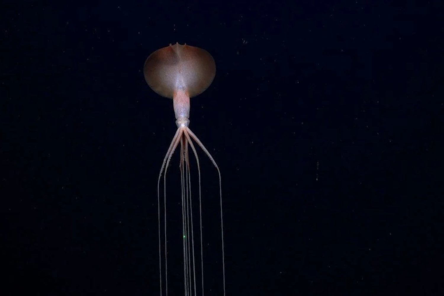 A 710 metros bajo el océano Atlántico, los científicos encontraron un pez que parece de otro planeta. Su cabeza es transparente y sus ojos esconden algo extraordinario