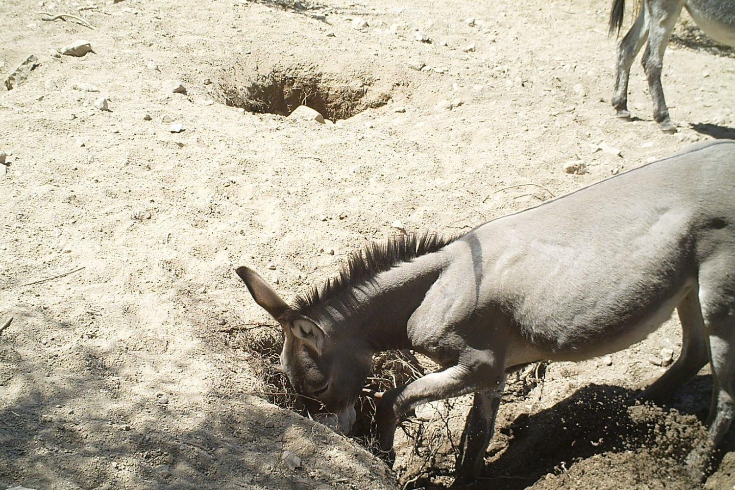 En 1982 soltaron 28 burros salvajes en uno de los desiertos más hostiles del planeta. Más de 40 años después, lo que ocurrió sorprendió a los científicos
