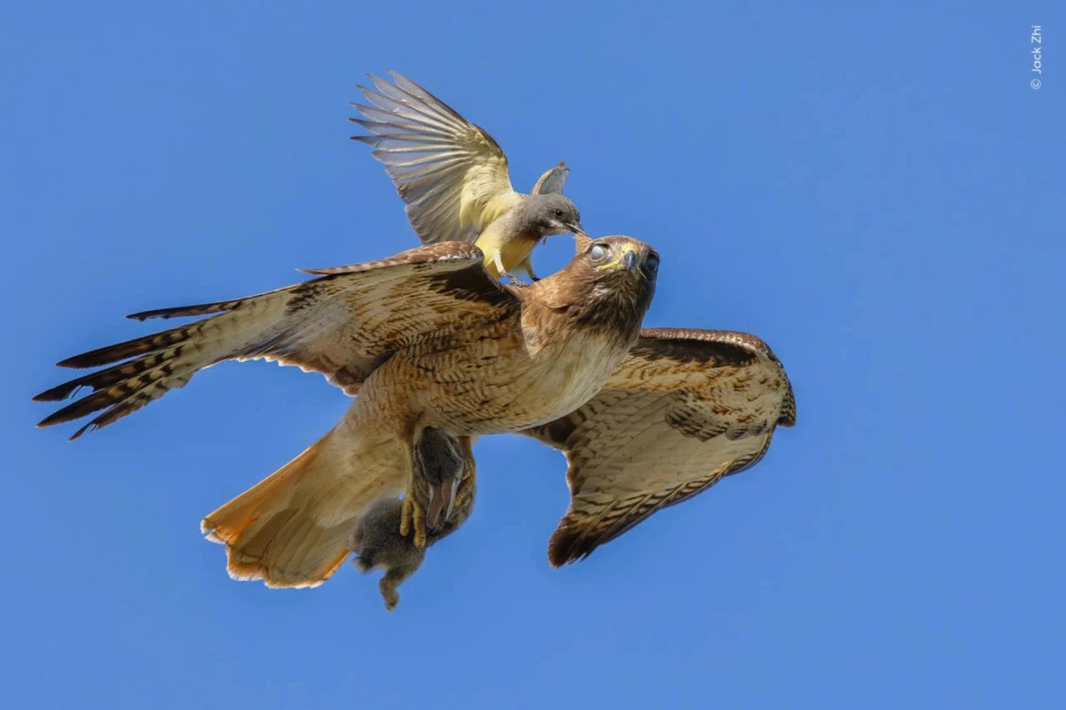 Este pájaro parece haberlo visto todo. Y su fotografía acaba de ganar un premio
