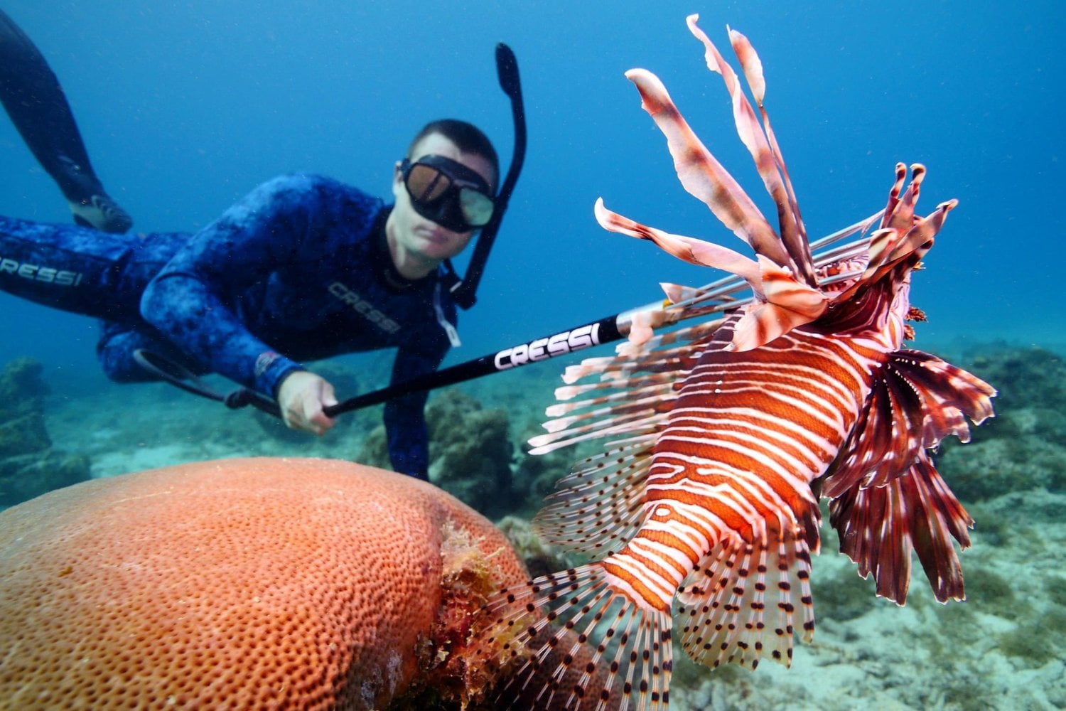Florida sacó del mar más de 36.000 peces león en una cacería récord. Lo inquietante es que ni siquiera eso alcanza para frenar la invasión